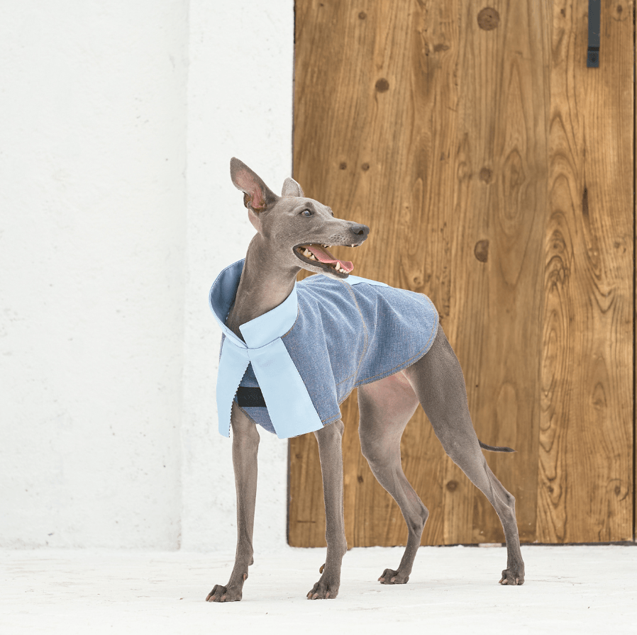 The Perfect Spring Style for Dogs: Redux Linen Denim Jacket - BONDIR