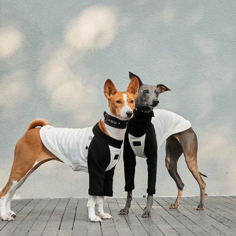 Spring into Style: The Perfect Sweaters for Your Pooch! - BONDIR