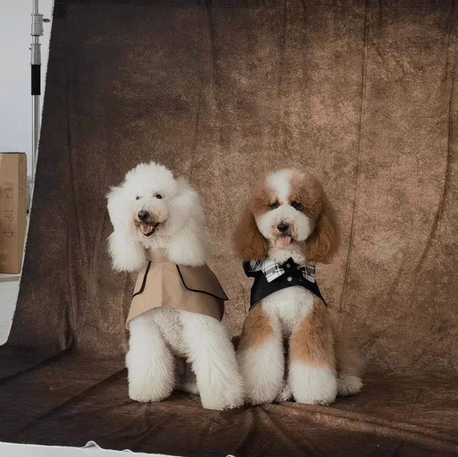 Best Dog Outfits for Summer Holidays - BONDIR