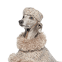 Sable Dog Beret