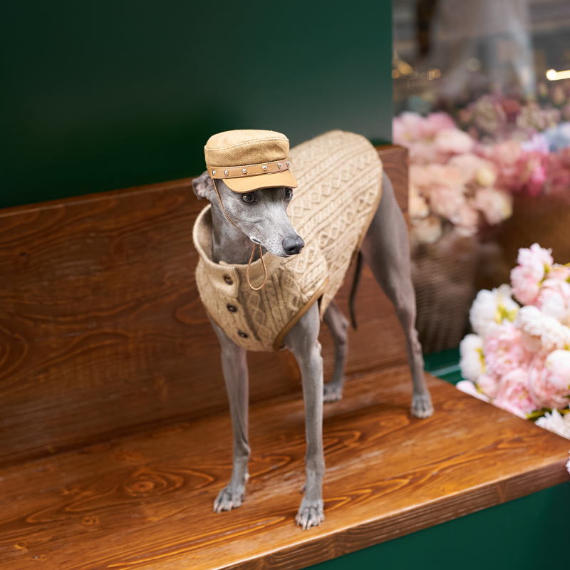 Rivark Denim Dog Hat