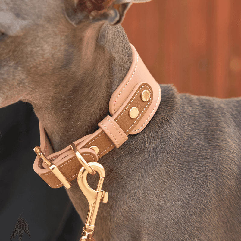 Shop Blushwood Wide Leather Collars for Big Dogs BONDIR