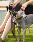 Purrble Leather Dog Leash