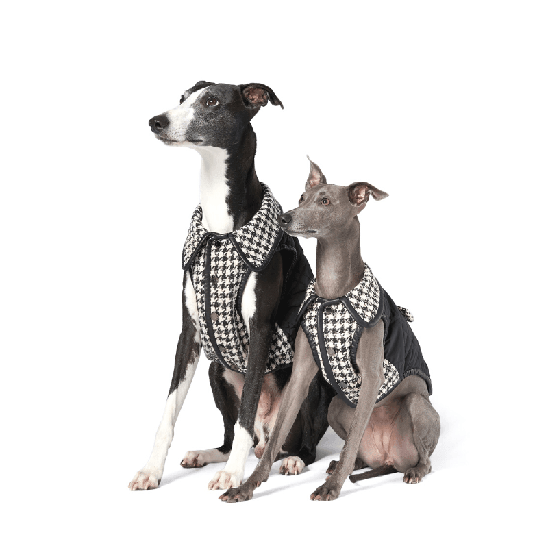 Pet Haus Sighthound Security HOT Forever Hounds Trust Sighthound