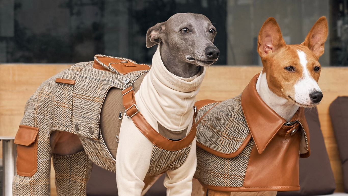 Pets in clothes clearance