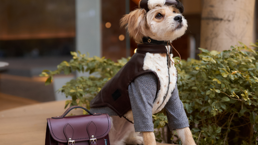 Meet BONE: Our Rescued Tugou Turned Luxury Pet Fashion Muse