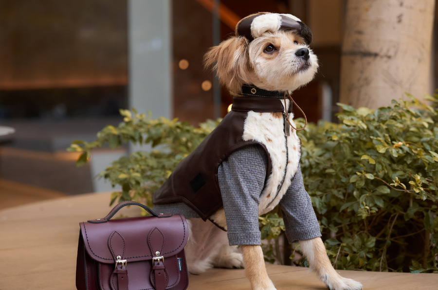 Meet BONE: Our Rescued Tugou Turned Luxury Pet Fashion Muse