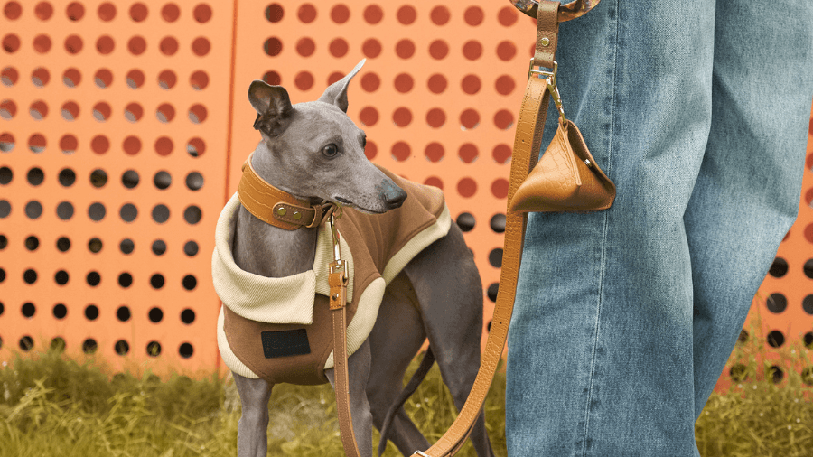 Elevate Your Pup's Style: Discover the Ultimate Dog Collars & Leashes! - BONDIR