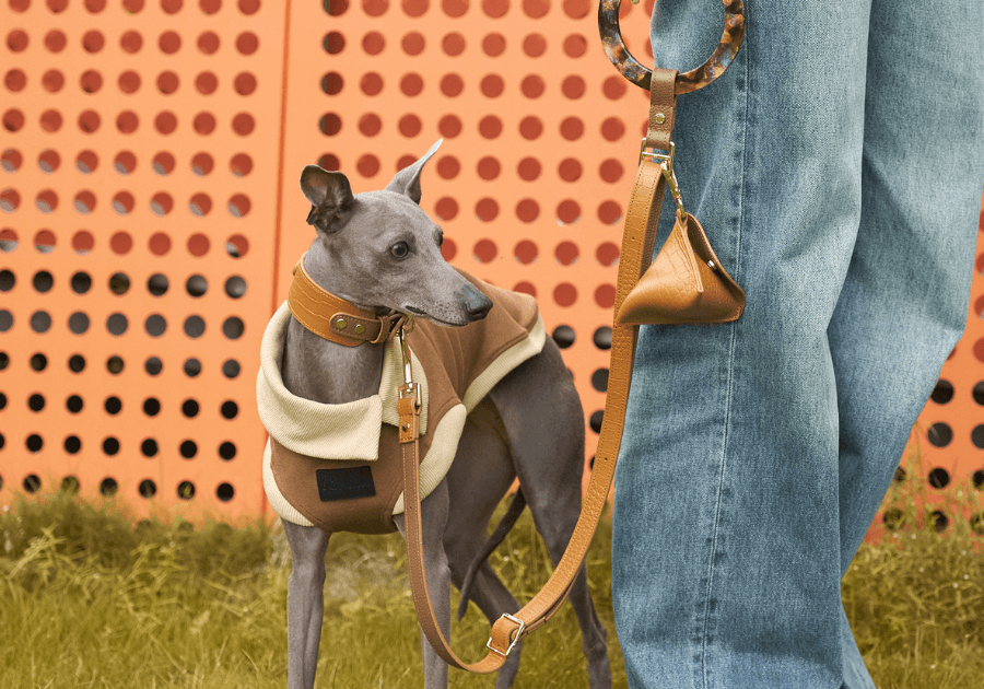Elevate Your Pup's Style: Discover the Ultimate Dog Collars & Leashes! - BONDIR