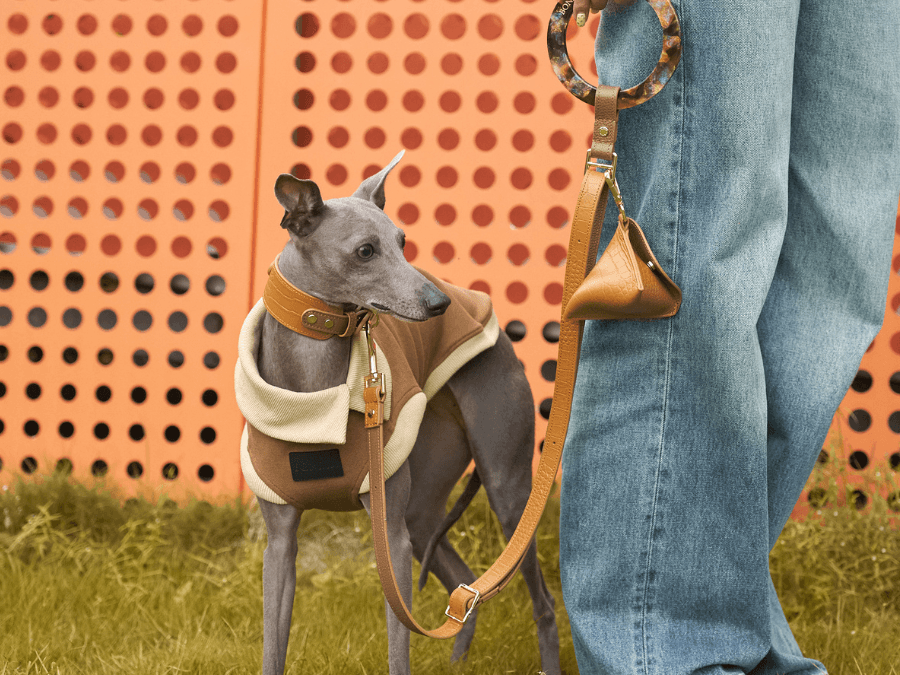 Elevate Your Pup's Style: Discover the Ultimate Dog Collars & Leashes! - BONDIR
