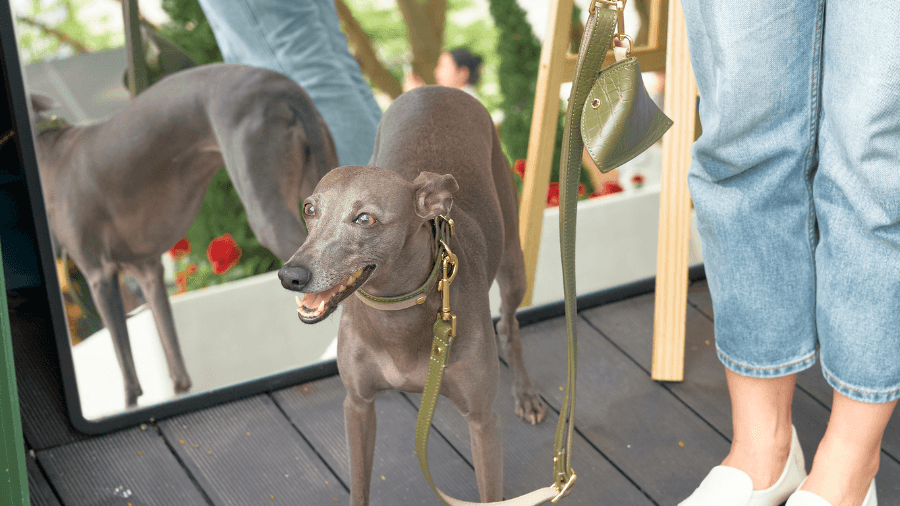 Make Every Walk Sparkle! - BONDIR