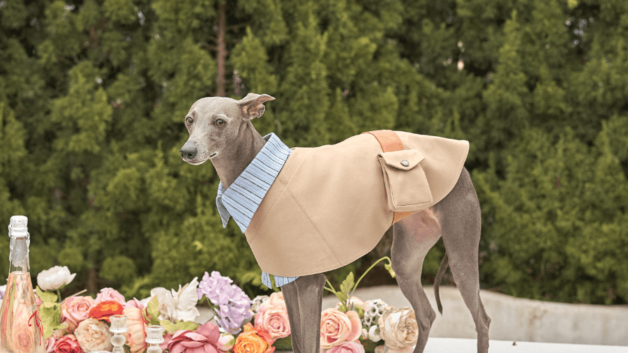 Step Into Spring With the Stylish Crestone 2-in-1 Dog Jacket - BONDIR