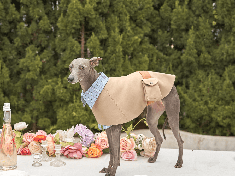 Step Into Spring With the Stylish Crestone 2-in-1 Dog Jacket - BONDIR