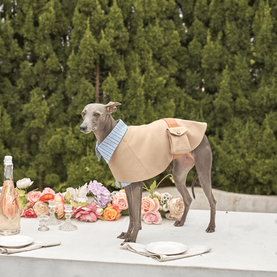 Step Into Spring With the Stylish Crestone 2-in-1 Dog Jacket - BONDIR