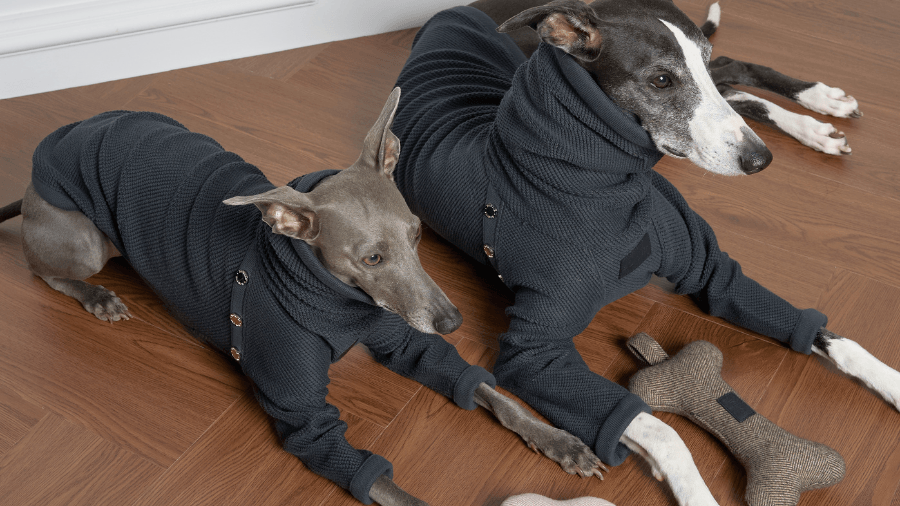 Unleash the Fashionista in Your Fur Baby! 🐾✨ - BONDIR