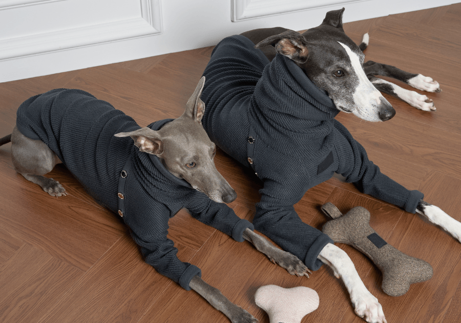 Unleash the Fashionista in Your Fur Baby! 🐾✨ - BONDIR