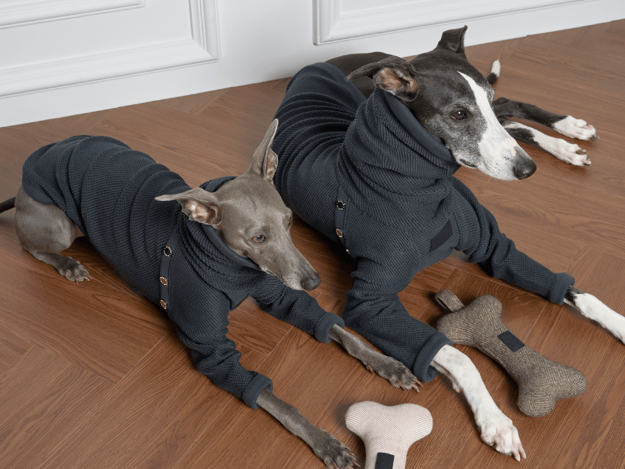 Unleash the Fashionista in Your Fur Baby! 🐾✨ - BONDIR