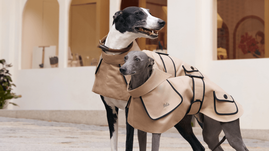 Spotlight on Style: The Obine Trench Coat For All Dog Breeds - BONDIR