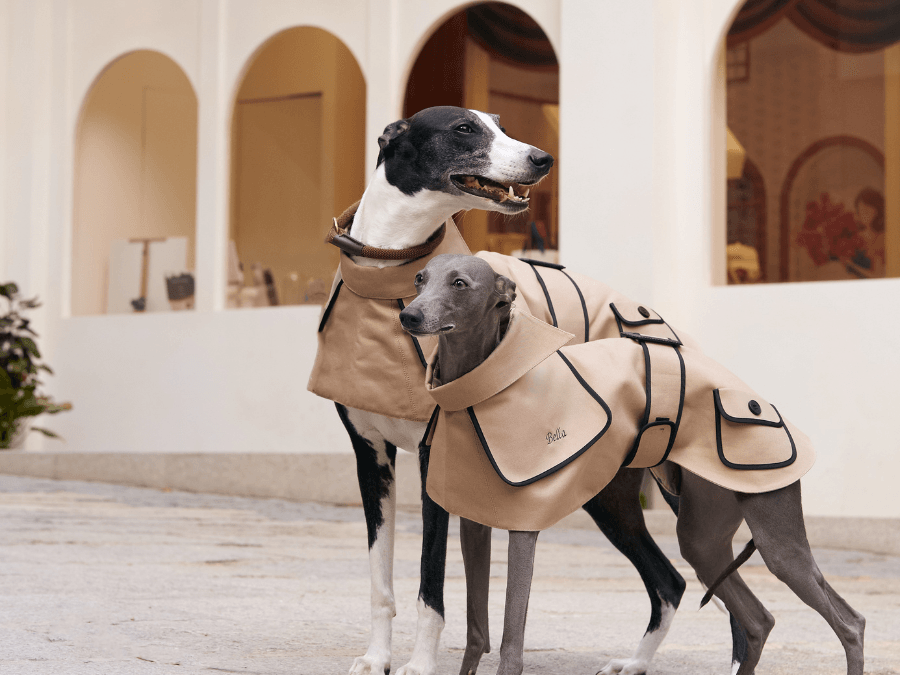 Spotlight on Style: The Obine Trench Coat For All Dog Breeds - BONDIR