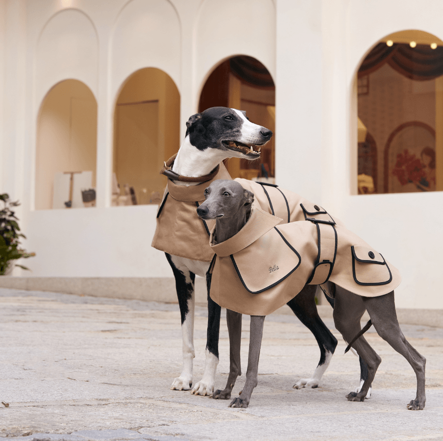 Spotlight on Style: The Obine Trench Coat For All Dog Breeds - BONDIR