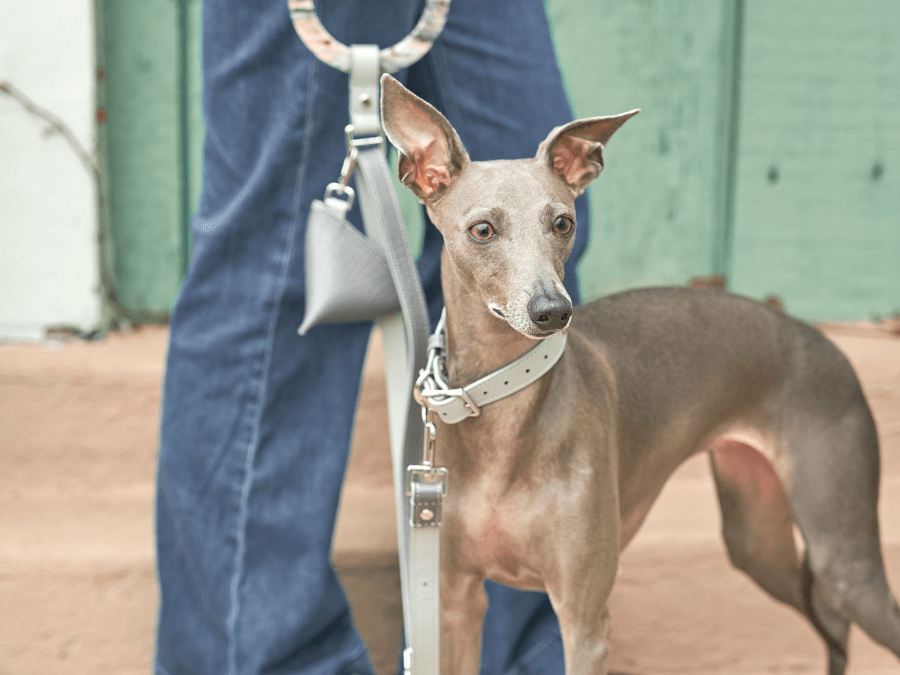 Step Out in Style with the Chic Moonstone Leather Walking Set - BONDIR