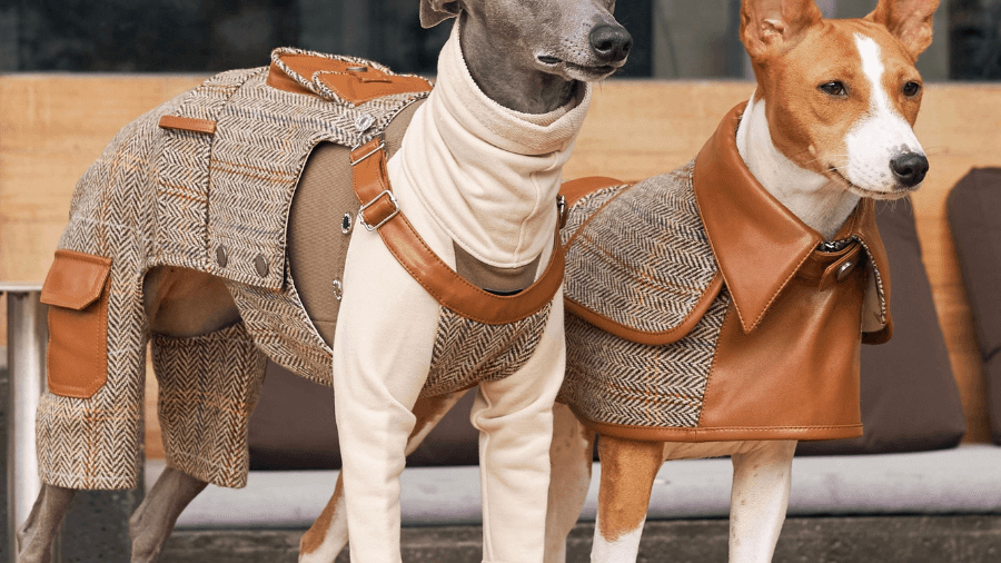 Discover the Match-Made-in-Heaven Doggy Duo - BONDIR