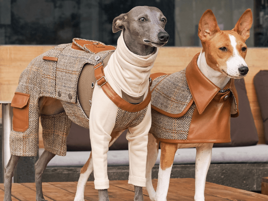 Discover the Match-Made-in-Heaven Doggy Duo - BONDIR