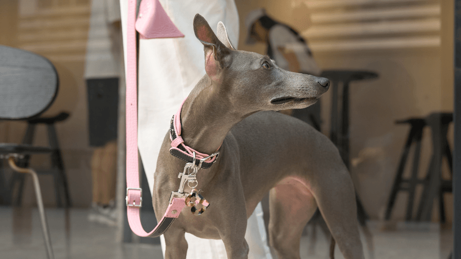 Discover the Barbie-Inspired Dog Walking Set! - BONDIR