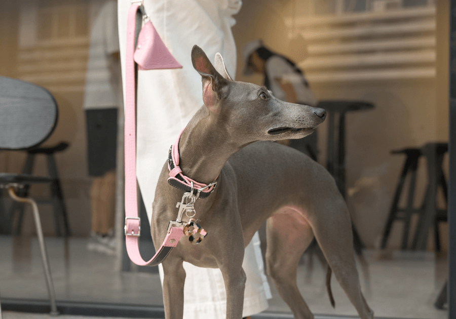 Discover the Barbie-Inspired Dog Walking Set! - BONDIR