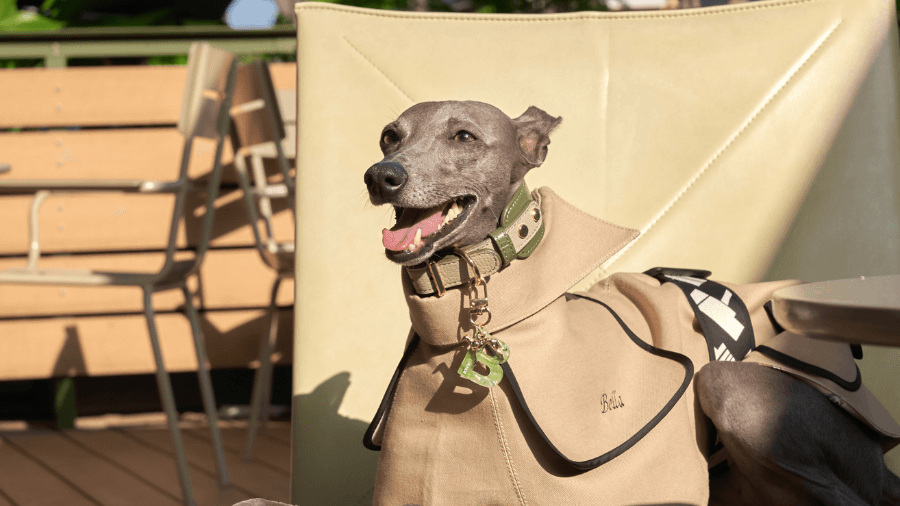 Meet Your Dog’s New Favorite Wardrobe Addition: The Chic Trench Coat - BONDIR