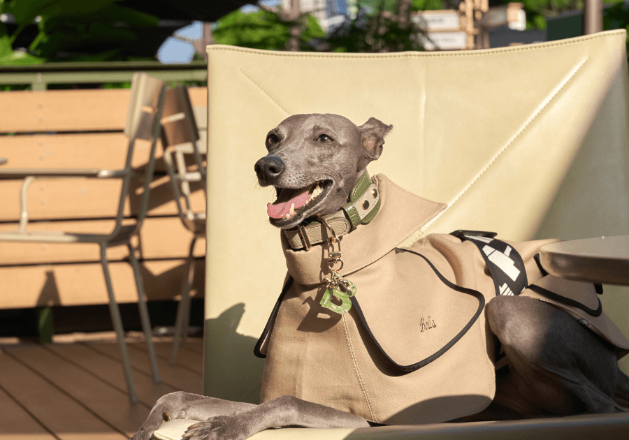 Meet Your Dog’s New Favorite Wardrobe Addition: The Chic Trench Coat - BONDIR
