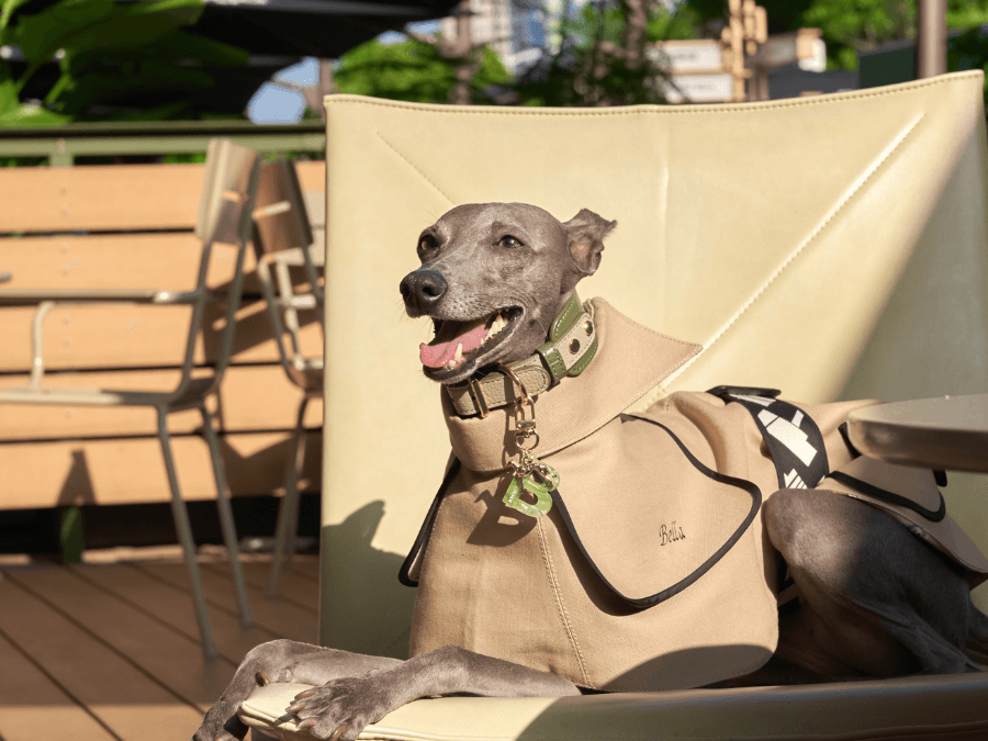Meet Your Dog’s New Favorite Wardrobe Addition: The Chic Trench Coat - BONDIR