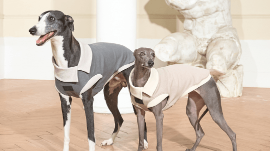 Introducing Bondir's Chic Pet Fashion Spring Collection - BONDIR
