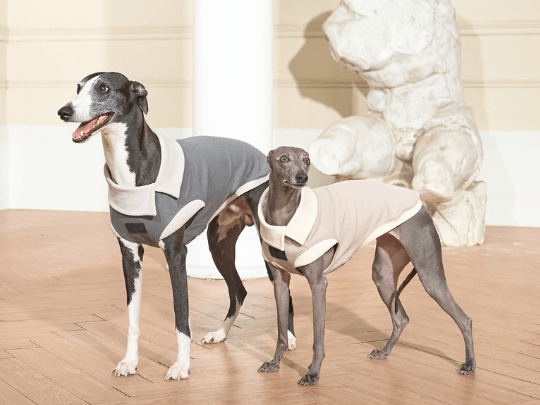 Introducing Bondir's Chic Pet Fashion Spring Collection - BONDIR