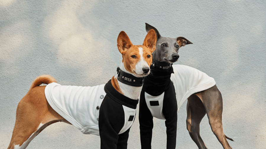 Spring into Style: The Perfect Sweaters for Your Pooch! - BONDIR