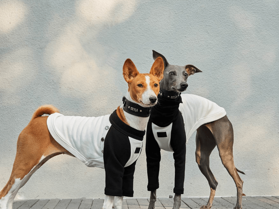 Spring into Style: The Perfect Sweaters for Your Pooch! - BONDIR