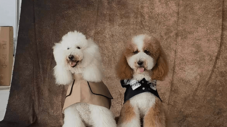 Best Dog Outfits for Summer Holidays - BONDIR