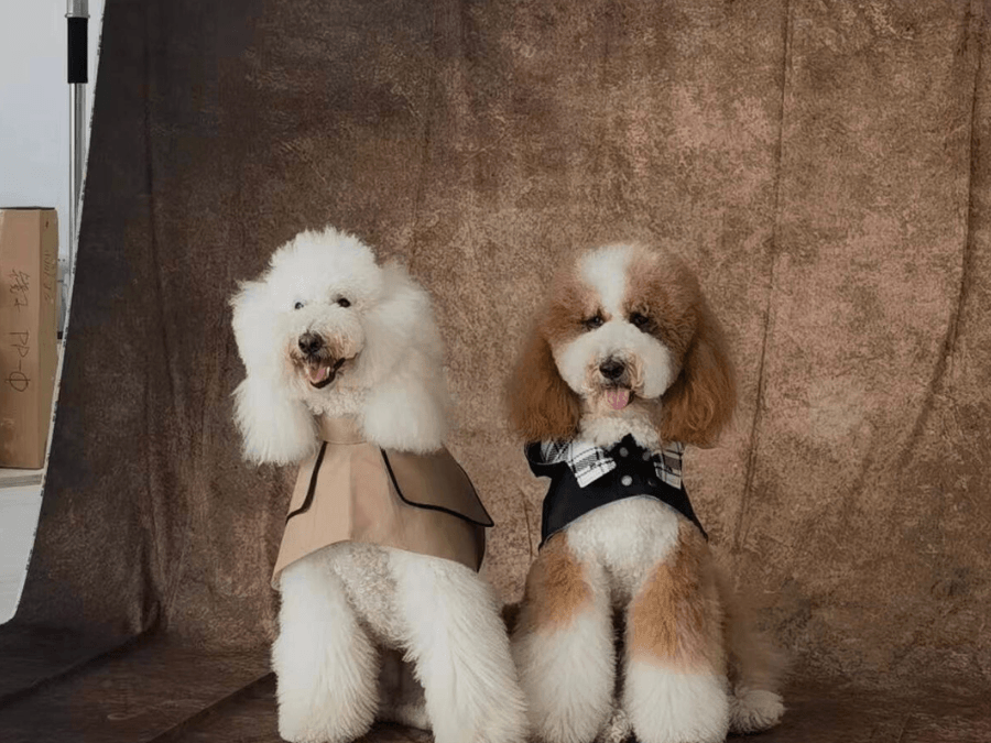 Best Dog Outfits for Summer Holidays - BONDIR