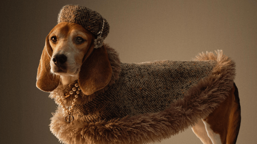 The Paws of Prestige: BONDIR is Featured on Harper's Bazaar Pet in China
