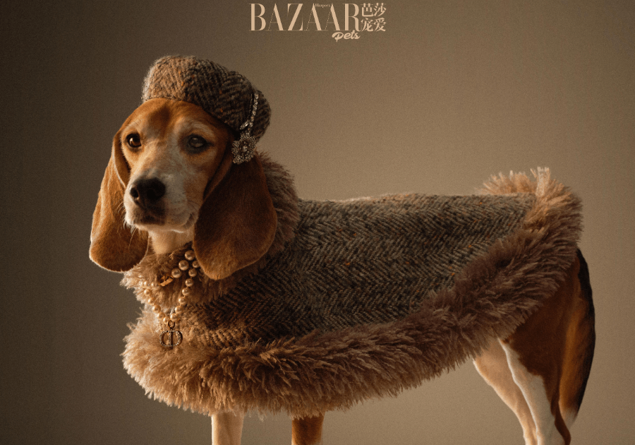 The Paws of Prestige: BONDIR is Featured on Harper's Bazaar Pet in China