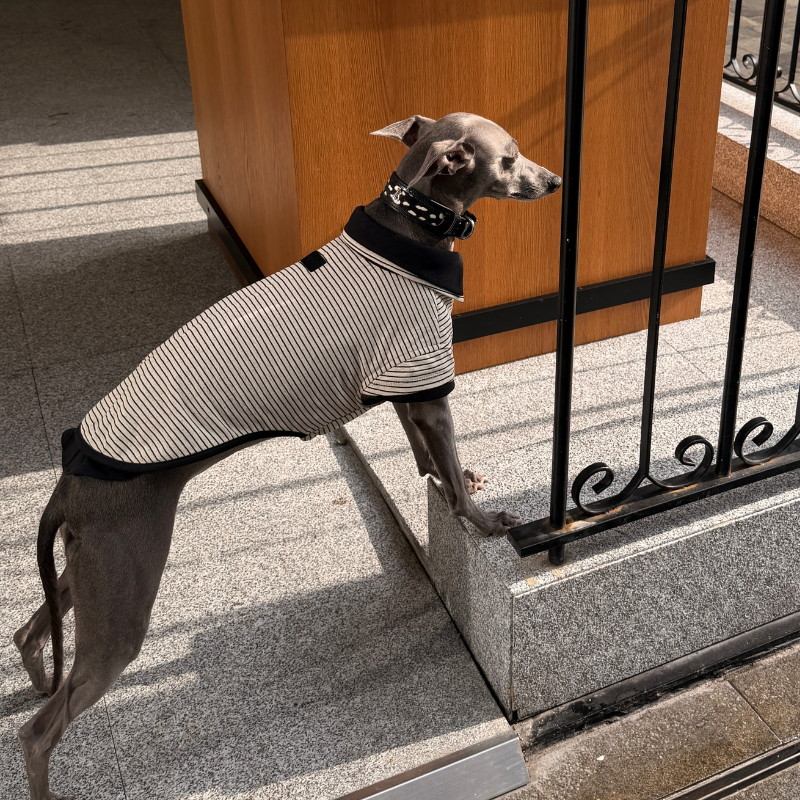 Brexton Double Layer Dog Polo
