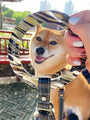 Obsidian Leather Dog Leash*LIMITED - BONDIR