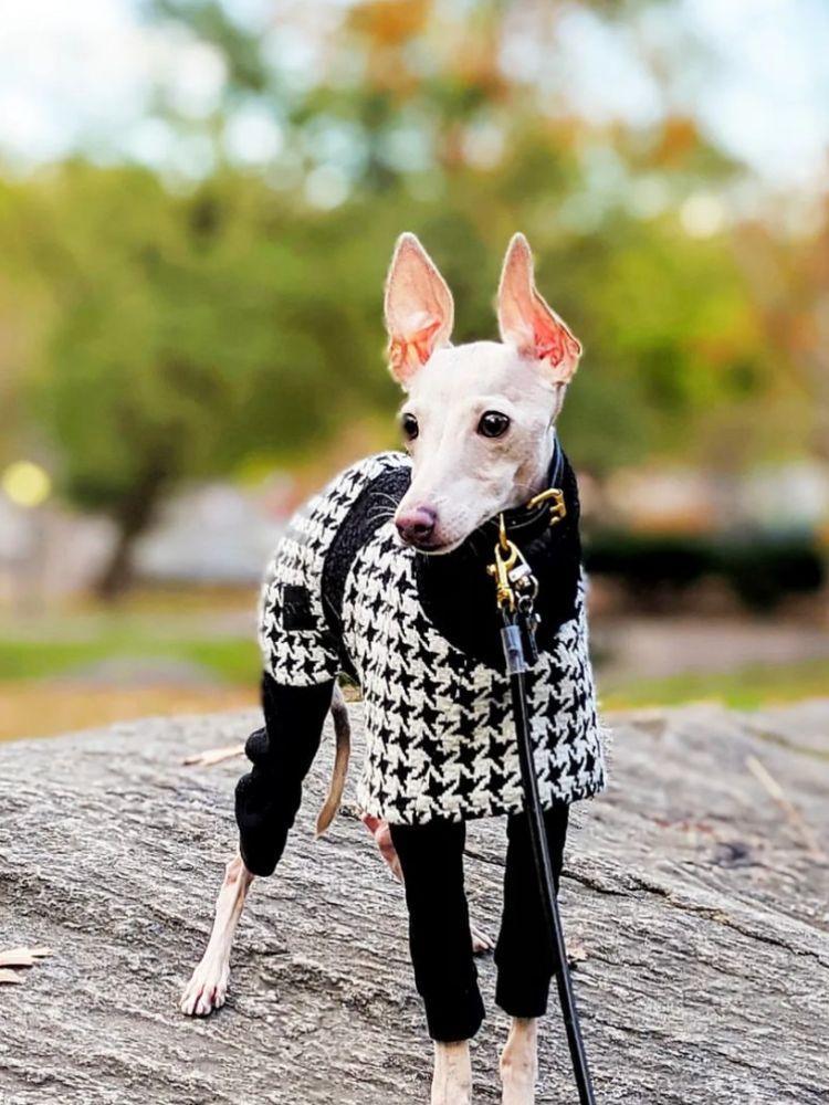 Emily in Paris Coat - BONDIR