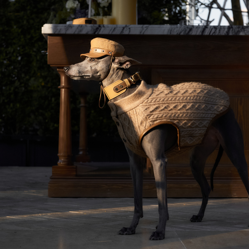 Rivark Denim Dog Hat