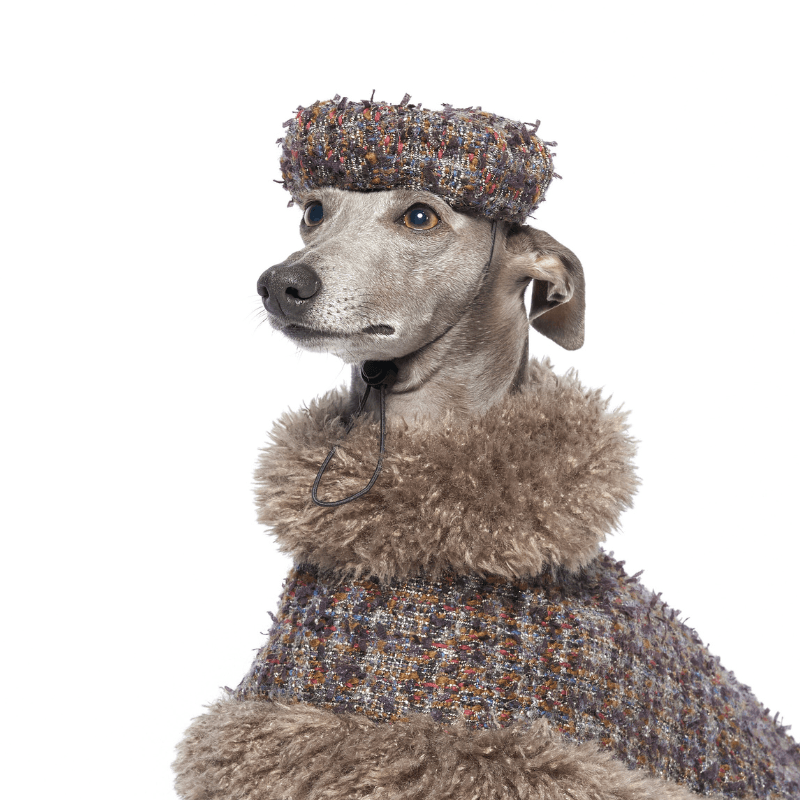 Jupiter Dog Beret
