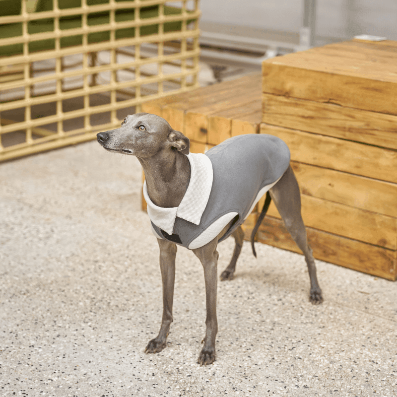 Graphite Asymmetric Collar Tank Top - BONDIR