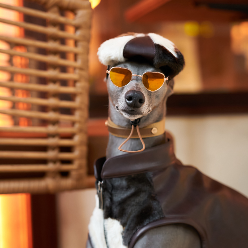 Baxley Dog Beret
