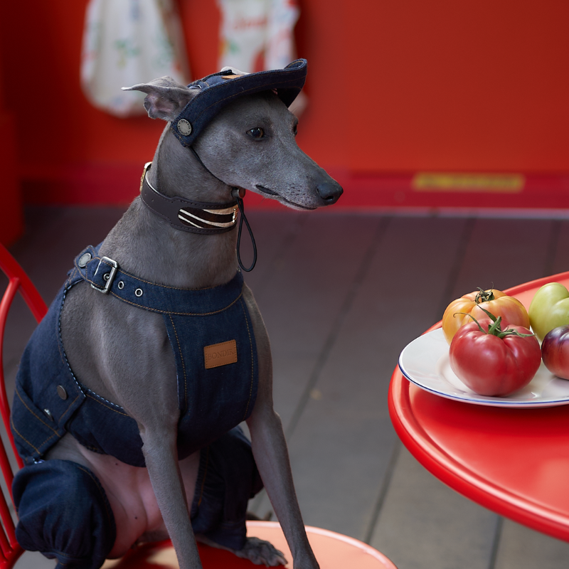 B01 Denim Dog Hat