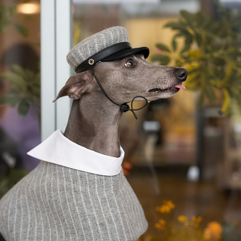 Riverton Wool Dog Hat