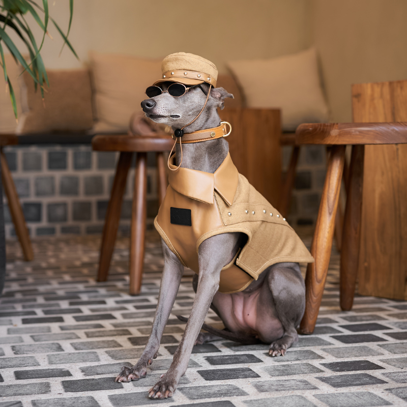 Rivark Denim Dog Hat
